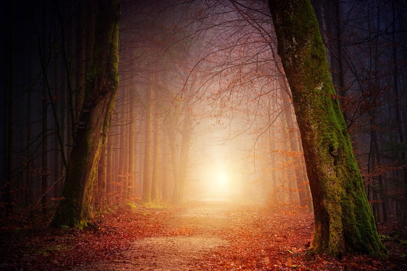 Serene Forest